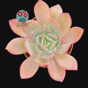 Echeveria Luella
