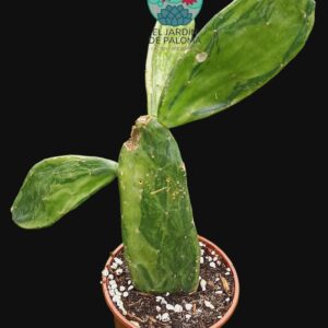 Opuntia Ficus-indica variegata (unos 25cm altura, tiene dos mordiscos de caracol)