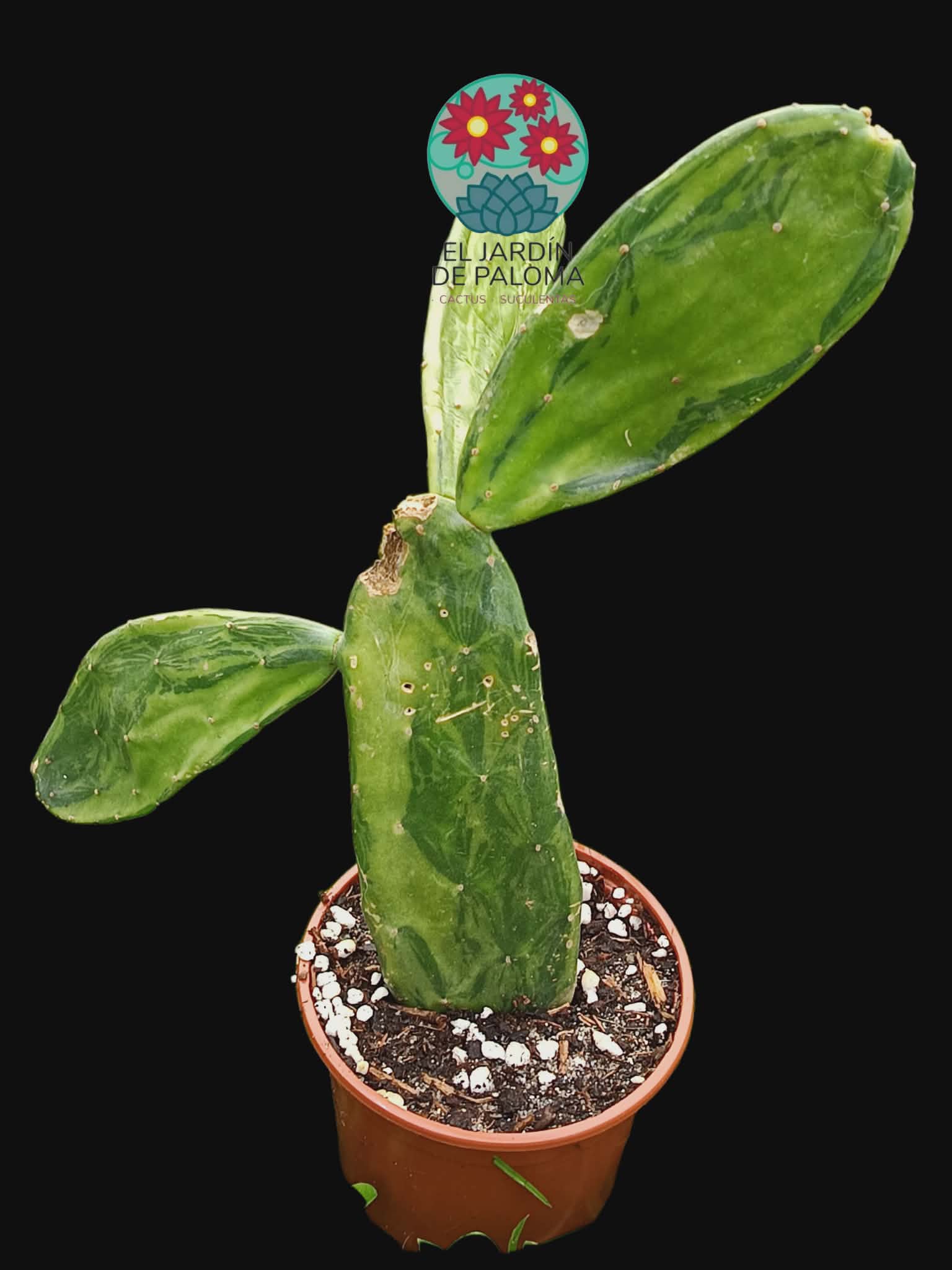 Opuntia Ficus-indica variegata (unos 25cm altura, tiene dos mordiscos de caracol)