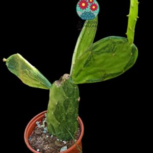 Opuntia Ficus-indica variegata (unos 25cm altura, tiene dos mordiscos de caracol)