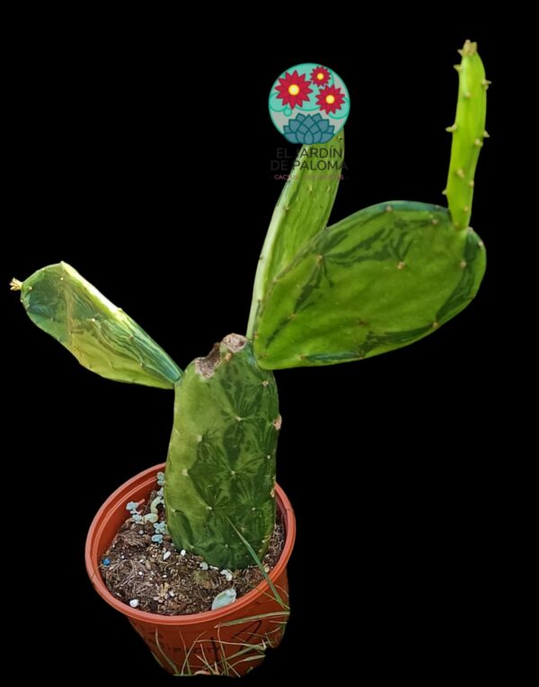 Opuntia Ficus-indica variegata (unos 25cm altura, tiene dos mordiscos de caracol)