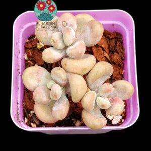 Pachyphytum oviferum "Cheese pretty" (importación)