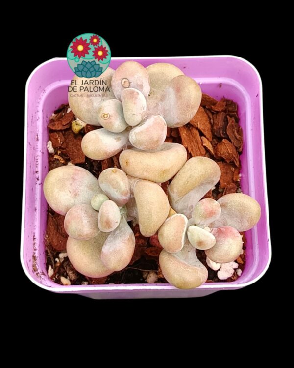 Pachyphytum oviferum "Cheese pretty" (importación)