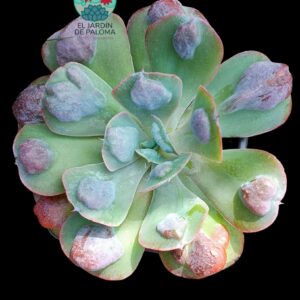 Echeveria Pagoda hibrida