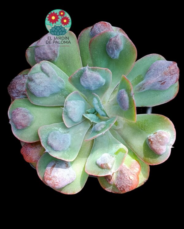 Echeveria Pagoda hibrida