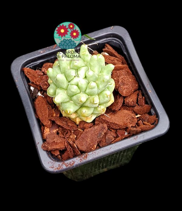 Dolicothele Longimamma monstruosa (importación)