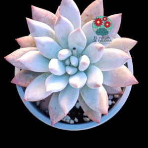 Pachyveria Krakatoa (buen tamaño)