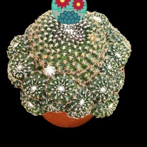 Rebutia condorensis (flor naranja)