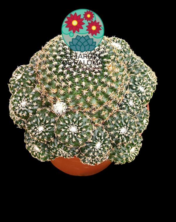 Rebutia condorensis (flor naranja)