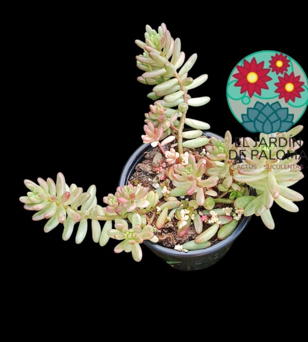 Sedum rubrotictum "Aurora" (es más grande que la maceta)