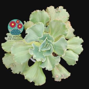 Echeveria Blue waves (tamaño muy grande)