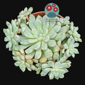 Echeveria Subcorymbosa Lau 030