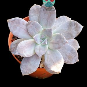 Graptopelatum Superbum