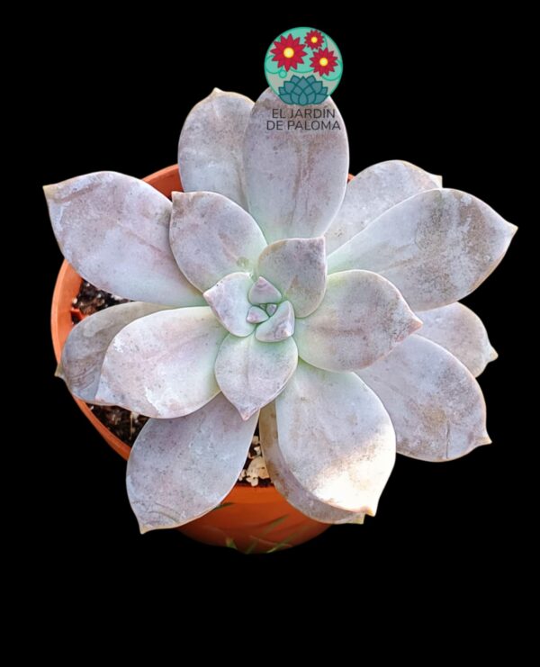 Graptopelatum Superbum