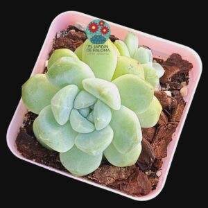 Echeveria Topaz (importación)