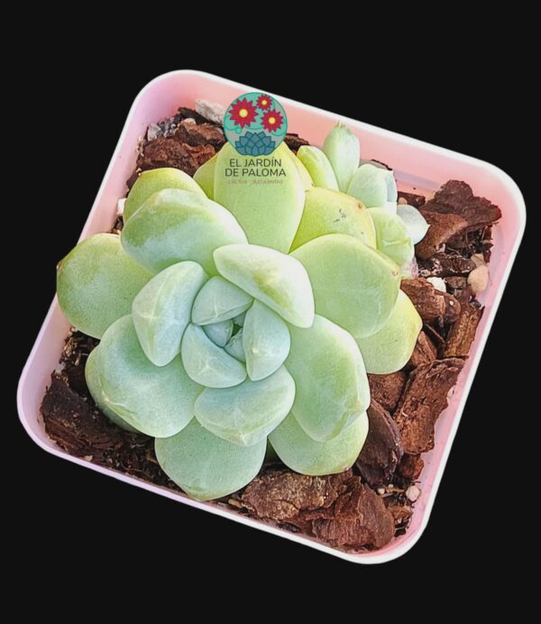 Echeveria Topaz (importación)