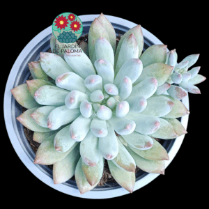 Pachyveria "Angel fingers" (maceta grande)