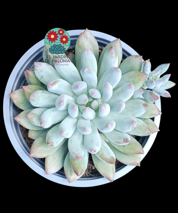 Pachyveria "Angel fingers" (maceta grande)