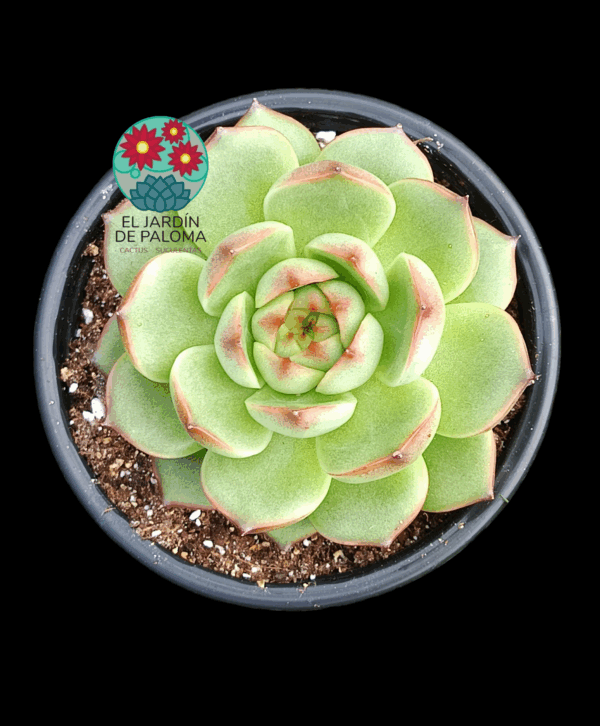 Echeveria Moonstone