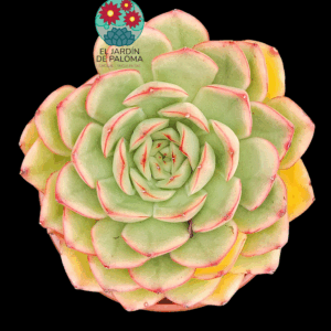Echeveria Seosi (buen tamaño)