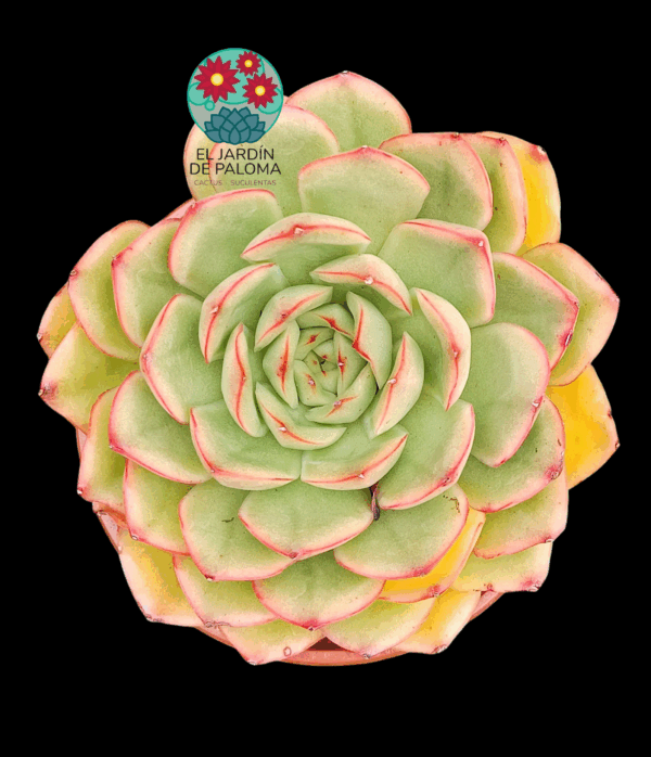 Echeveria Seosi (buen tamaño)