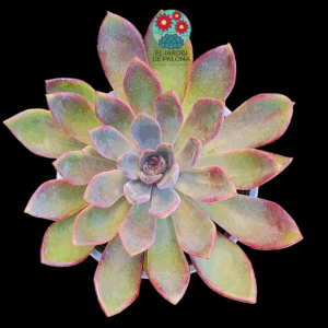 Echeveria Purple star (maceta grande)
