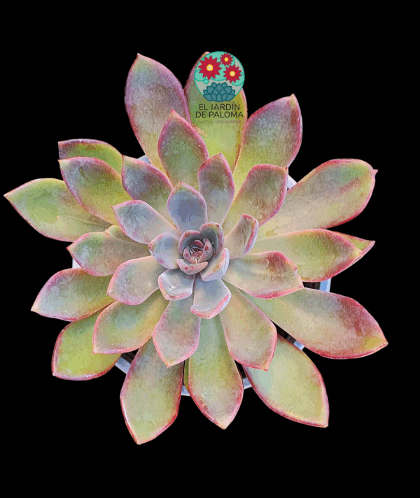 Echeveria Purple star (maceta grande)