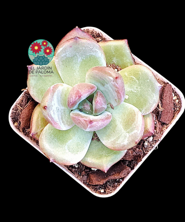 Echeveria Purple púnica (importación)