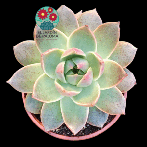 Echeveria Agavoides "Prolifera' (es grande"