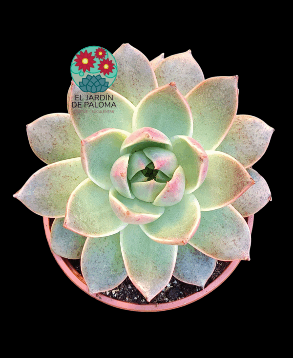 Echeveria Agavoides "Prolifera' (es grande"