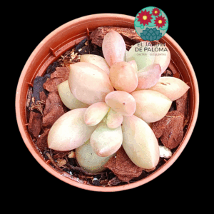 Graptoveria "Avant garde" (maceta pequeña)