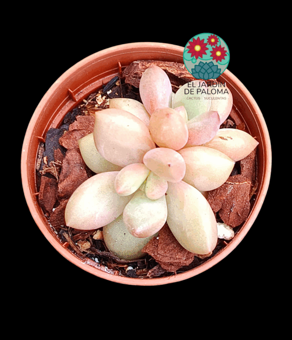 Graptoveria "Avant garde" (maceta pequeña)