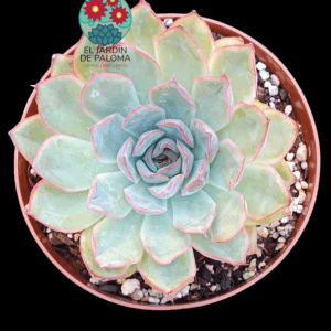 Echeveria Hercules (maceta grande,)