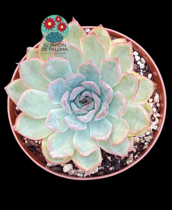 Echeveria Orion (maceta grande,)