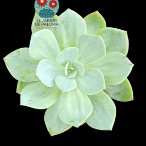 Echeveria Hakuhou