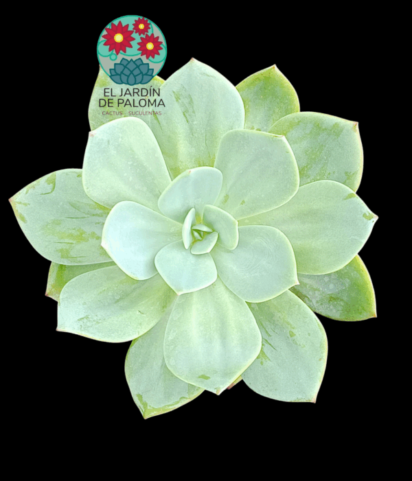 Echeveria Hakuhou