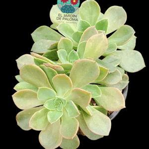 Echeveria Noble bouquet (es muy grande)