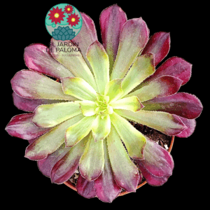 Aeonium mardi grass variegata