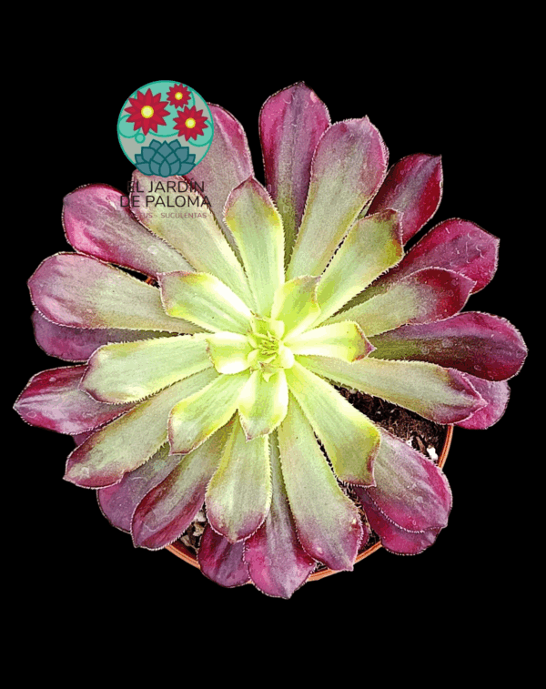 Aeonium mardi grass variegata