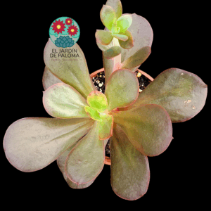 Echeveria Mahogany (buen tamaño)