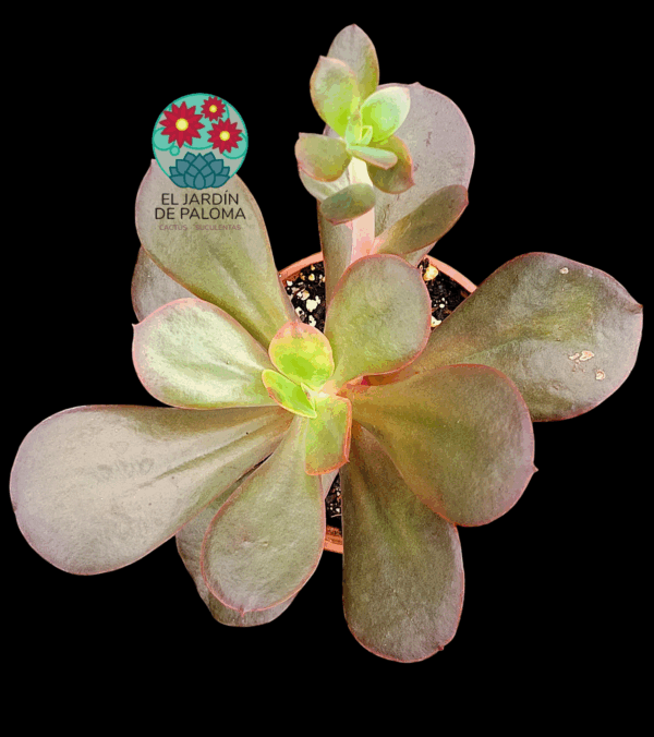 Echeveria Mahogany (buen tamaño)