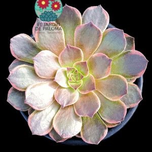 Aeonium Halloween "Chocolate" variegata