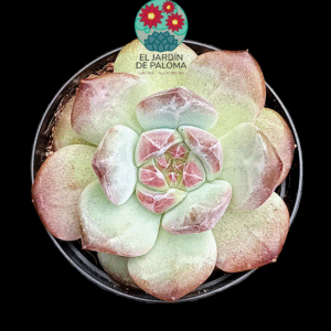 Echeveria Blackberry (importación)