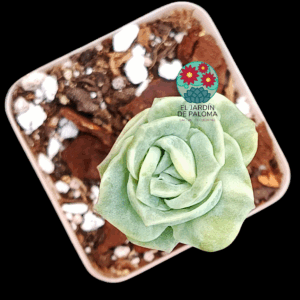 Graptoveria Lovely rose bumps variegata (importación)