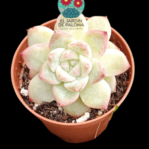 Echeveria Queen dianna (importación, maceta pequeña)