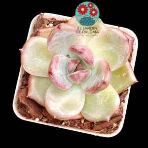 Echeveria Red  crystal (importación)