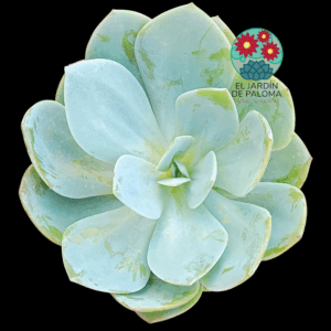 Echeveria Morvan (maceta y tamaño grandes)