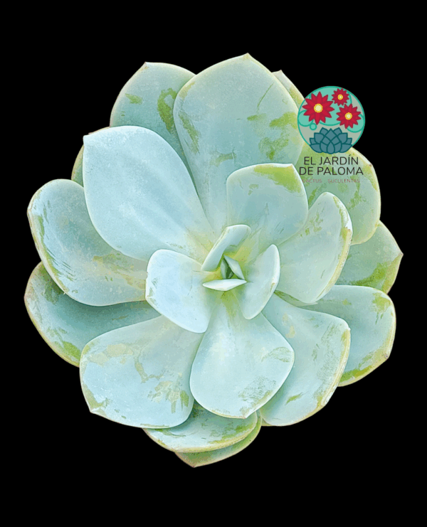 Echeveria Morvan (maceta y tamaño grandes)