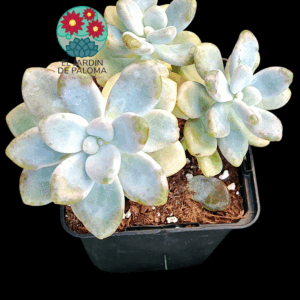 Graptopelatum Ellen