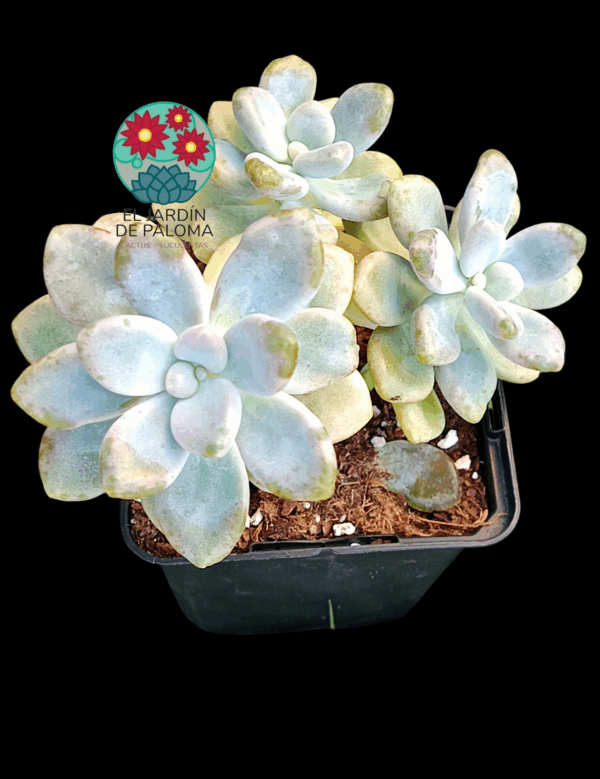 Graptopelatum Ellen